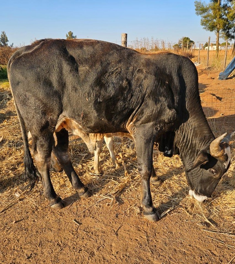Bull