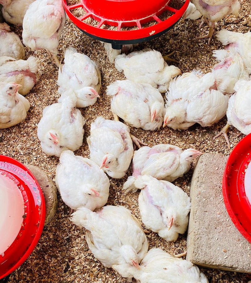 Chickens