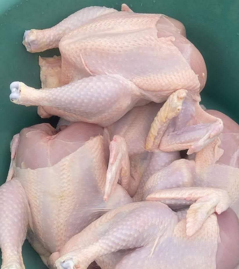 ChickensPultured