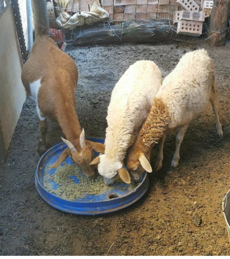 Sheep