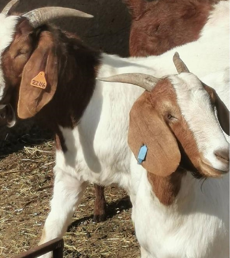 goats