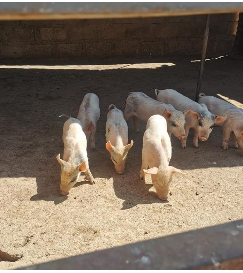 pigs
